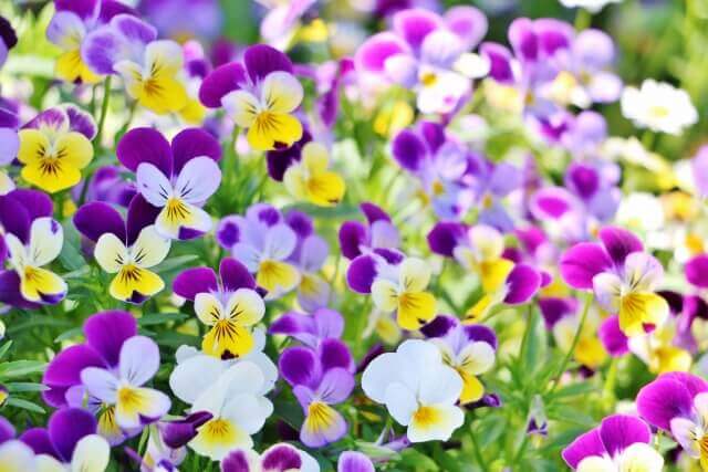 ビオラはいつまで咲く 花の長い楽しみ方と寄せ植えのやり方と相性 間隔の取り方も ハーブ大好き