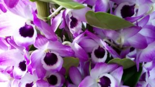 デンドロビウムの花芽がつかない原因は 高芽との違いや花分化もわかりやすく解説 ハーブ大好き